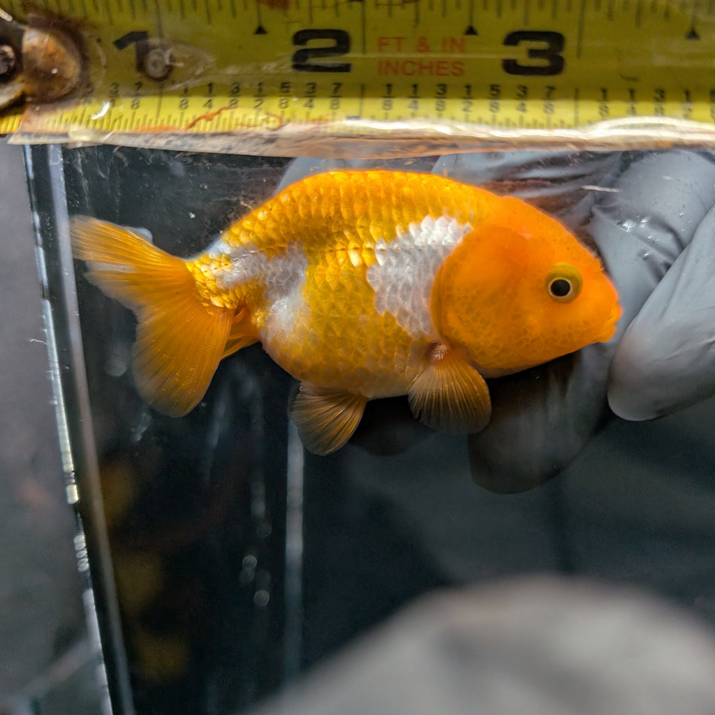 Ranchu Red White 3"-3.5" in. ID#403R7A-009