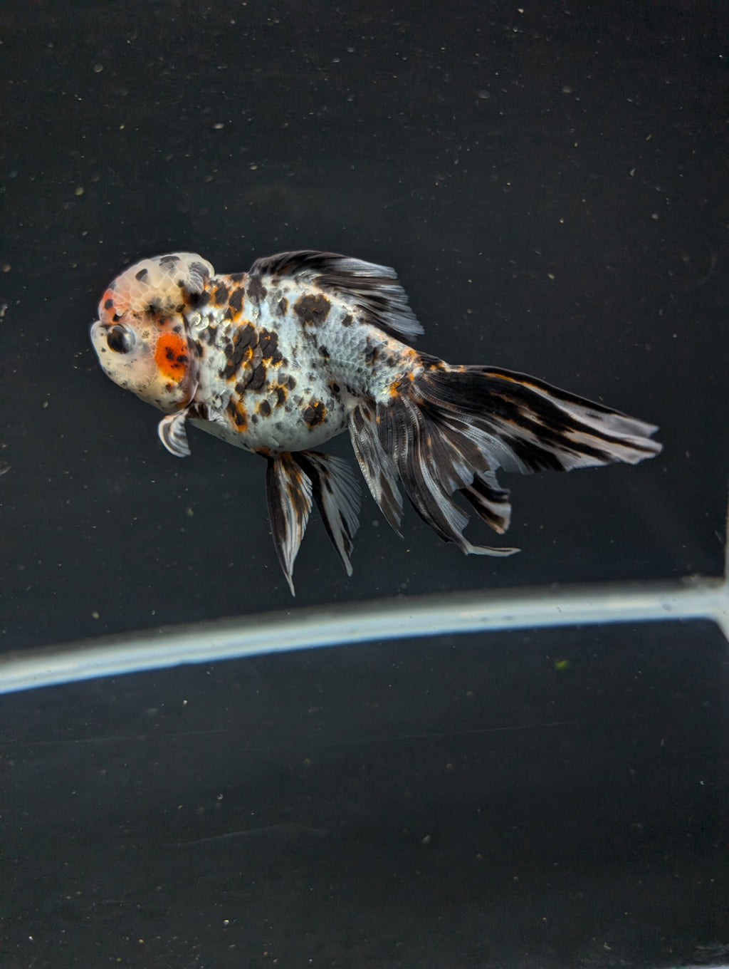 Calico Oranda 5"in. ID#821LB2A-63
