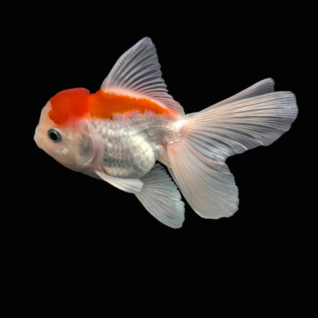 Juvenile Oranda Tricolor 3.5"-4" in.  ID#417T7A-001