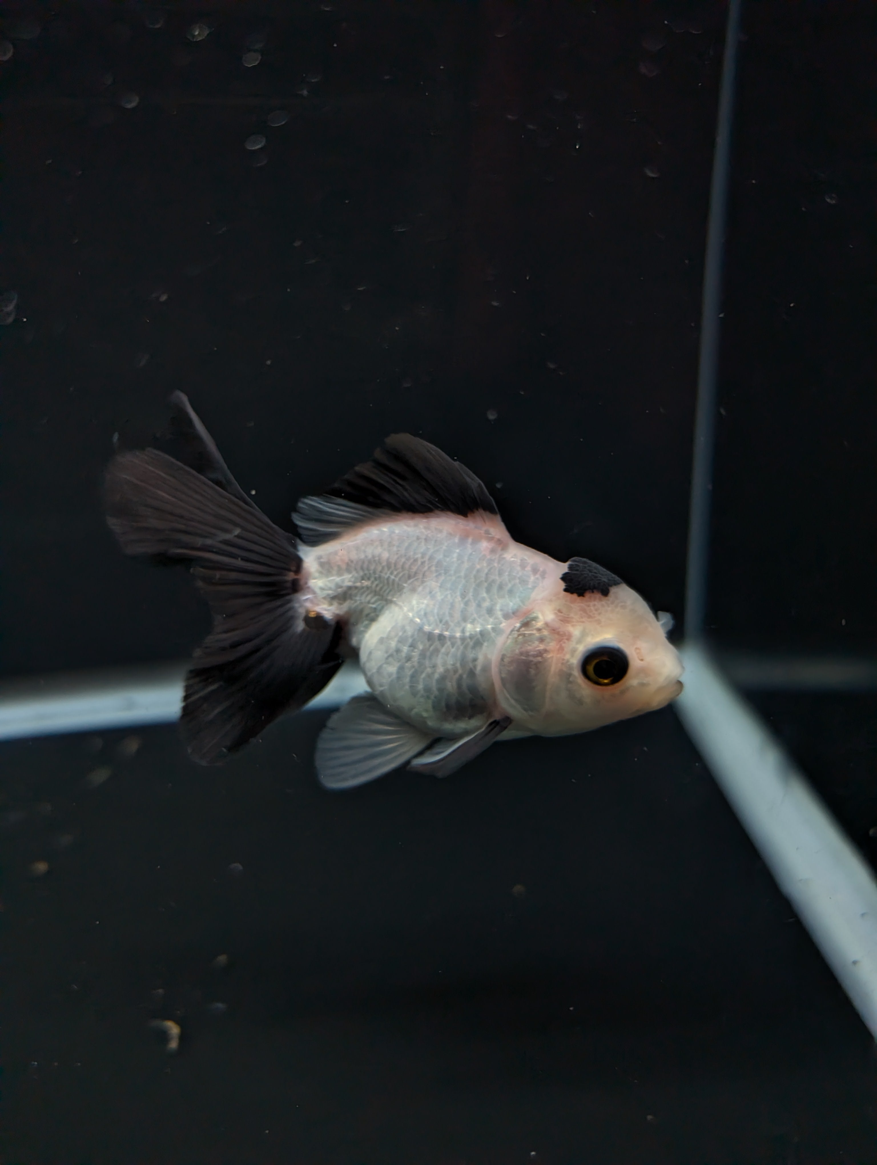 Juvenile Oranda Panda  3.5"-4" in.  ID#501T2A-013