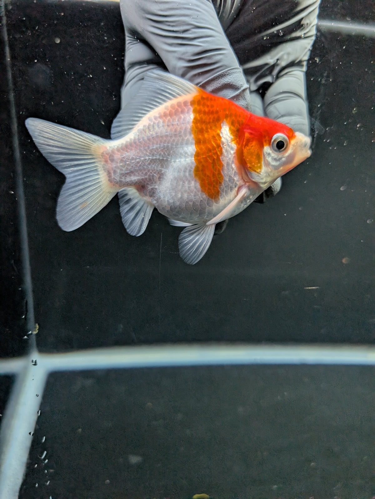 Tamasaba Red White 3"-3.5" in. ID#1009TM1B-008