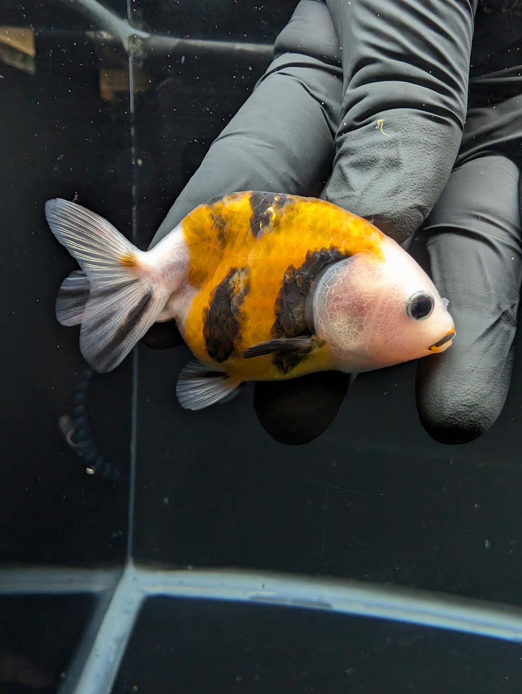 Ranchu Calico 2.5"-3" in. ID#717R4A-002