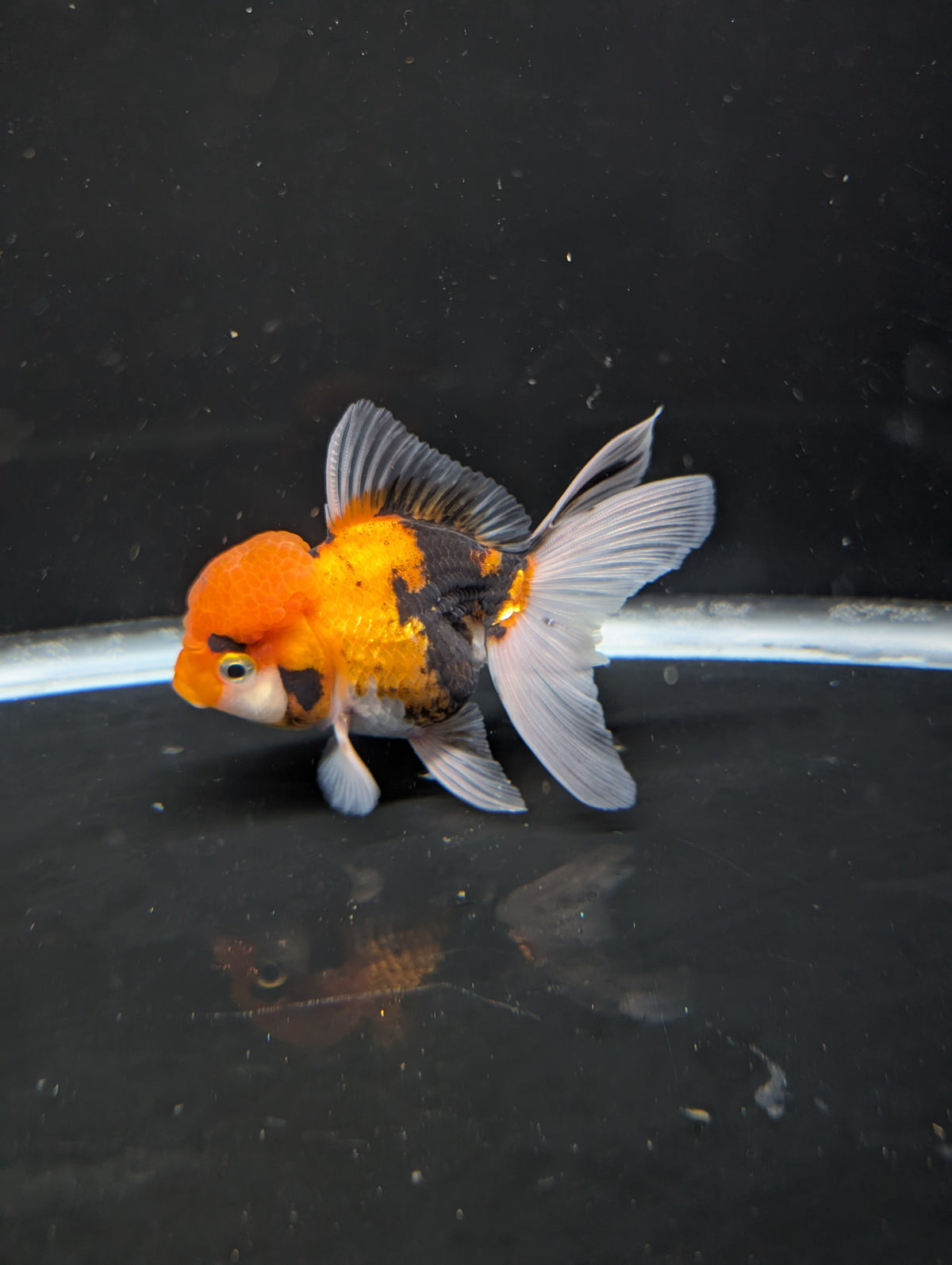 Thai Oranda Tricolor 4"-4.5"in.  ID#1023T1A-025