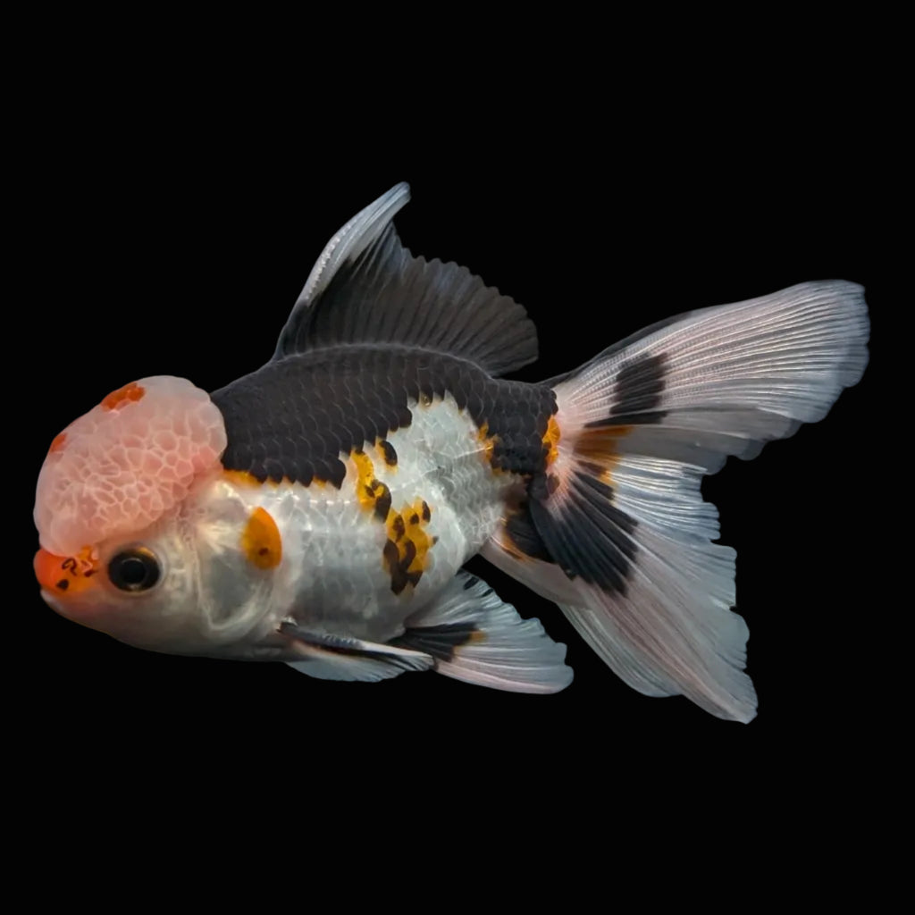 Thai Oranda Tricolor  4.5"-5"  ID#718T5B-003