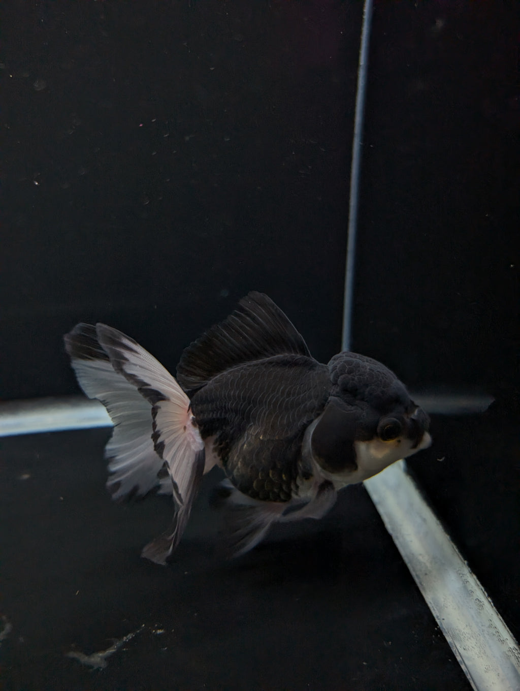 Thai Oranda Panda 4"-4.5"in.  ID#1023T1A-023