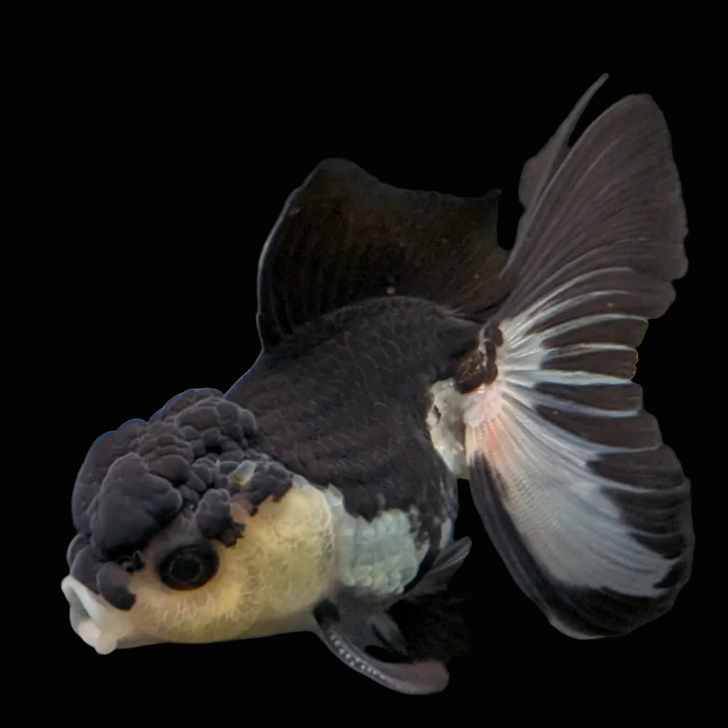 Thai Juvenile Oranda Panda 3.5"-4"in.  ID#731T1A-054