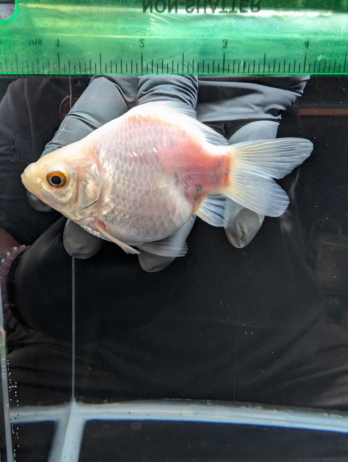 Tamasaba White 3.5"in. ID#1023TM1B-025