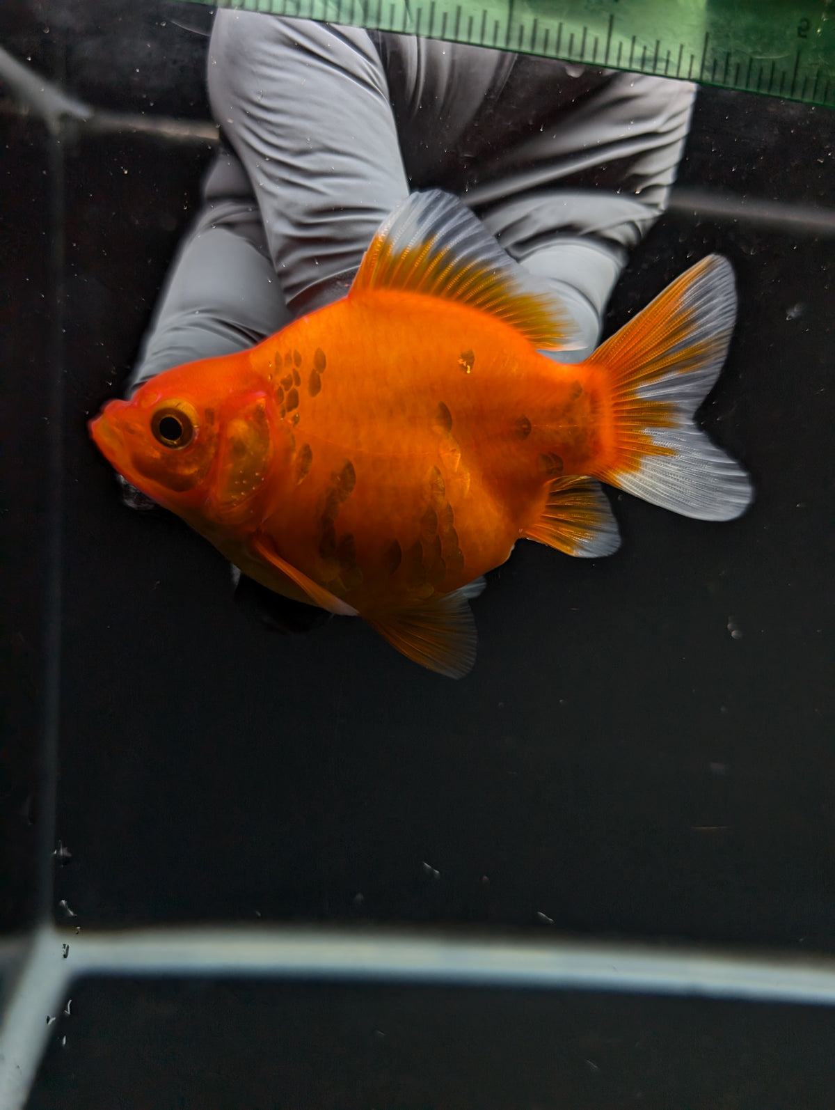 Tamasaba Sakura 3"-3.5" in. ID#1009TM1B-003