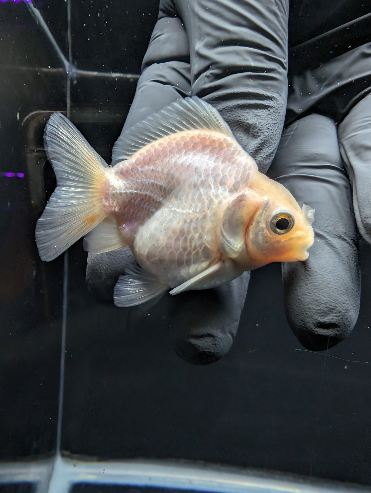 Baby Thai Shogun Oranda White 2"-2.5" in. ID#1016BSG11A-008
