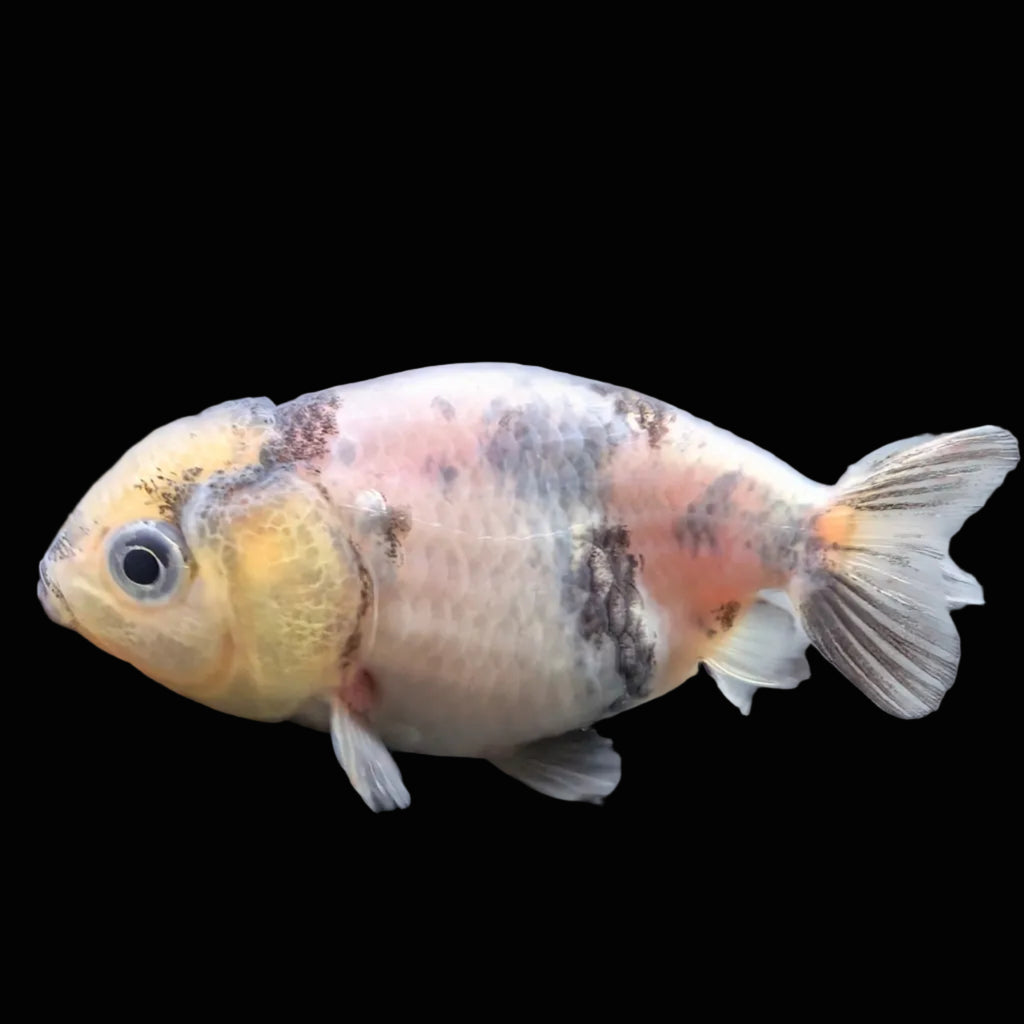 Baby Ranchu  Calico 2"-2.5" in. ID#508R3A-018
