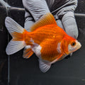 Tamasaba Red White 3"-3.5" in. ID#1009TM1B-005