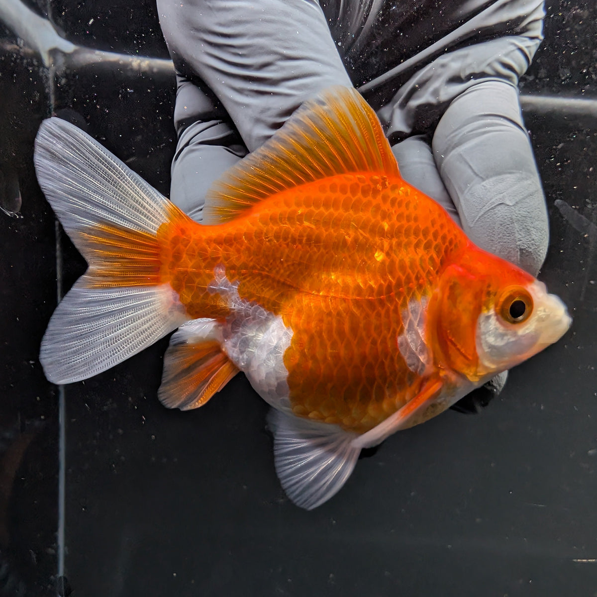 Tamasaba Red White 3"-3.5" in. ID#1009TM1B-005