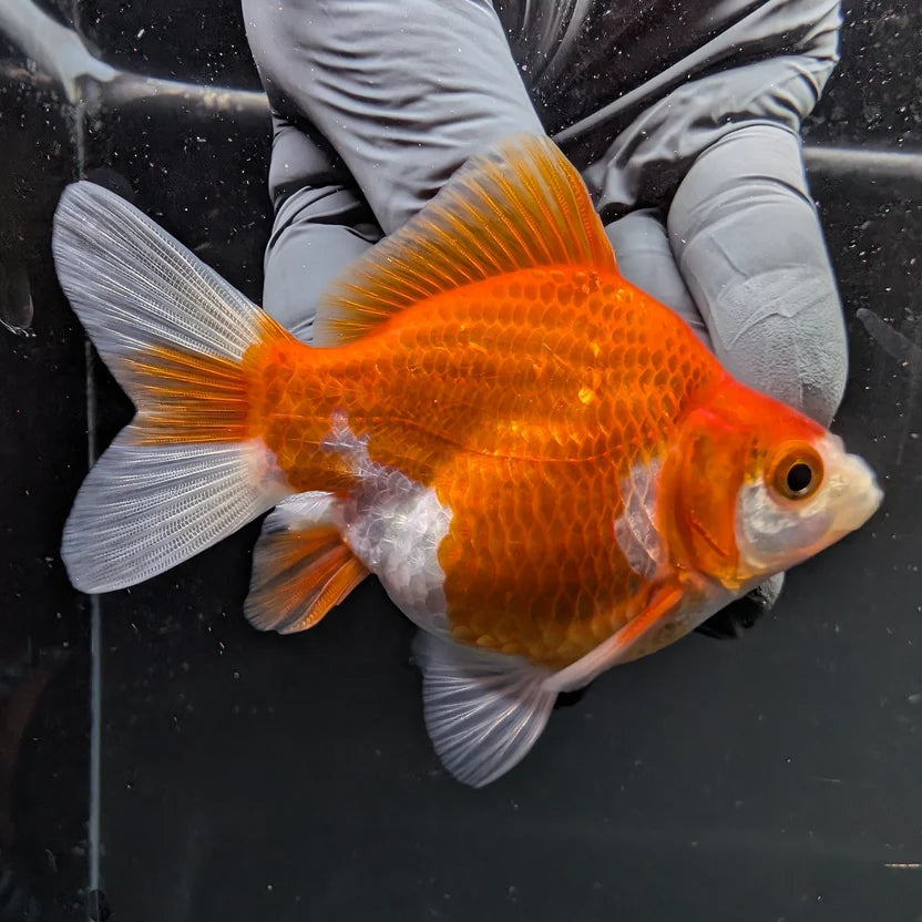 Single  - Tamasaba Red White 3"-3.5" in. *Assorted Dealers Choice