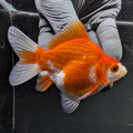 Single  - Tamasaba Red White 3"-3.5" in. *Assorted Dealers Choice