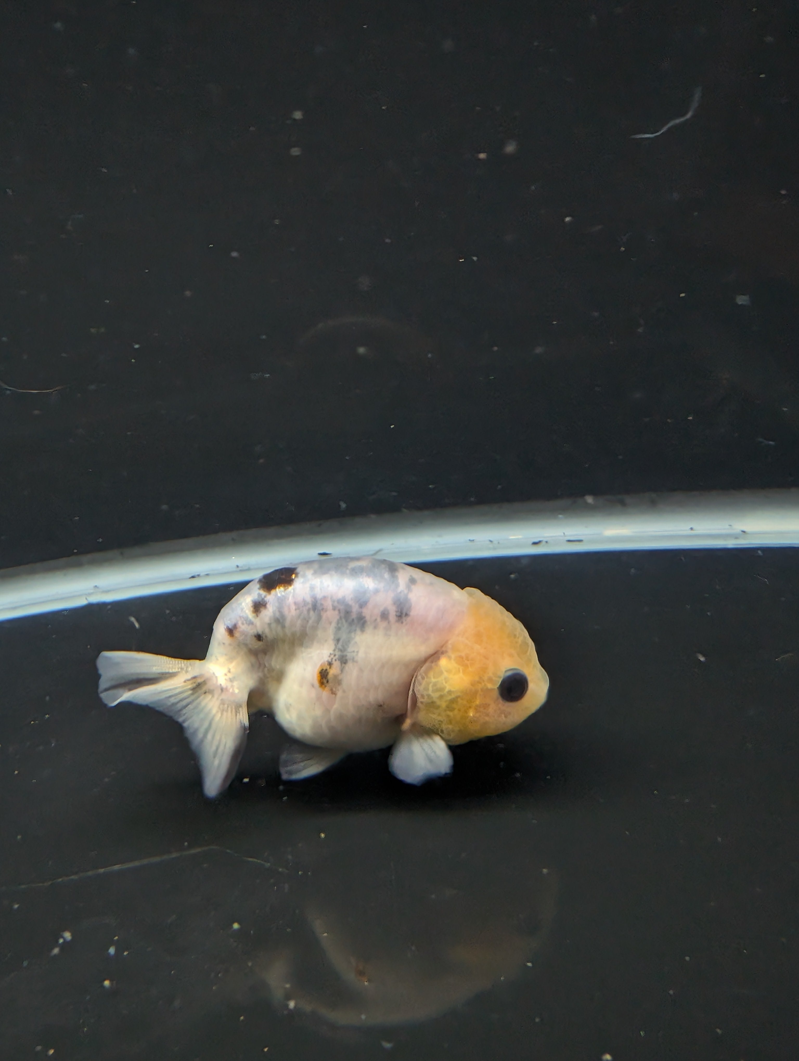 Ranchu Calico 3"-3.5" in. ID#501R13A-031