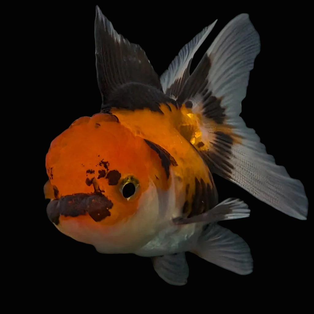 Thai Juvenile Oranda Tricolor 3"-3.5" in.  ID#626T1A-008