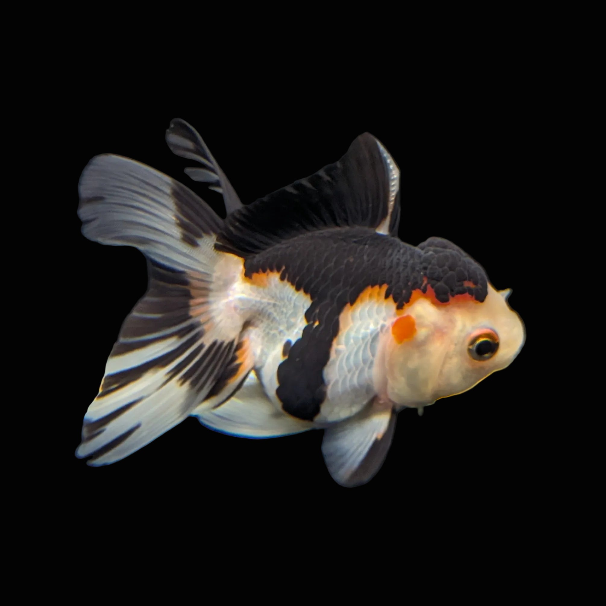 Juvenile Thai Oranda Tricolor Panda 3.5"in.  ID#821T1A-024