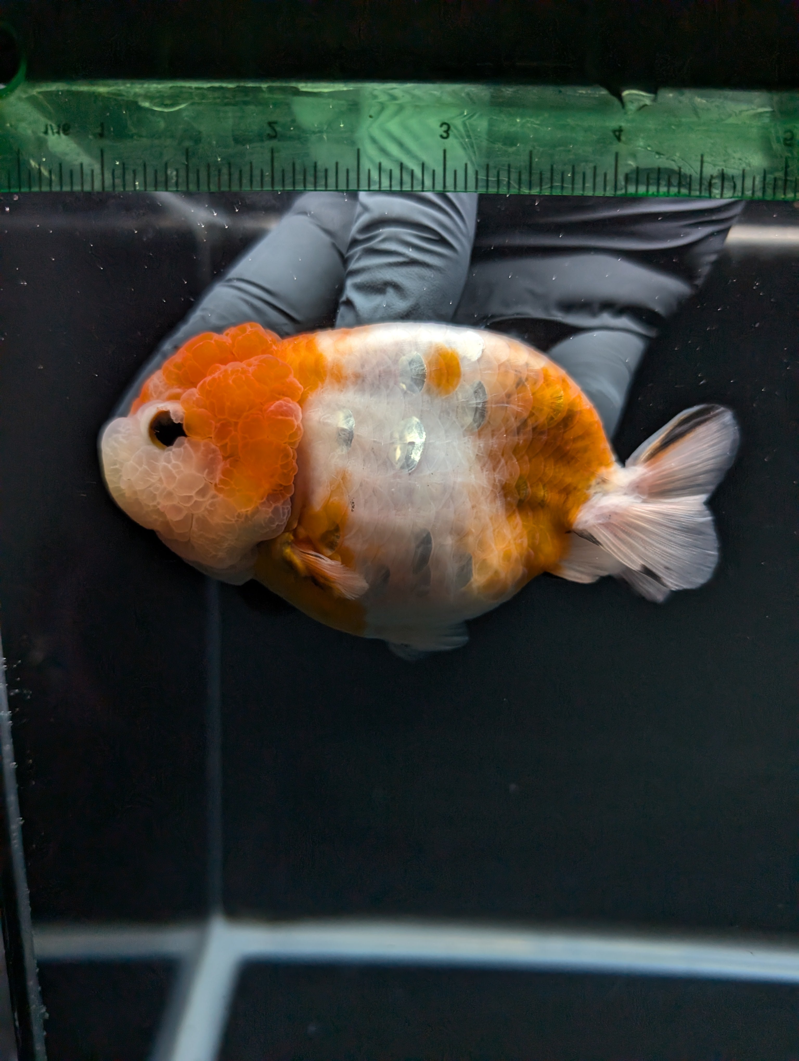 Jumbo Ranchu Sakura 4.5"-5" in. ID#828R8A-054