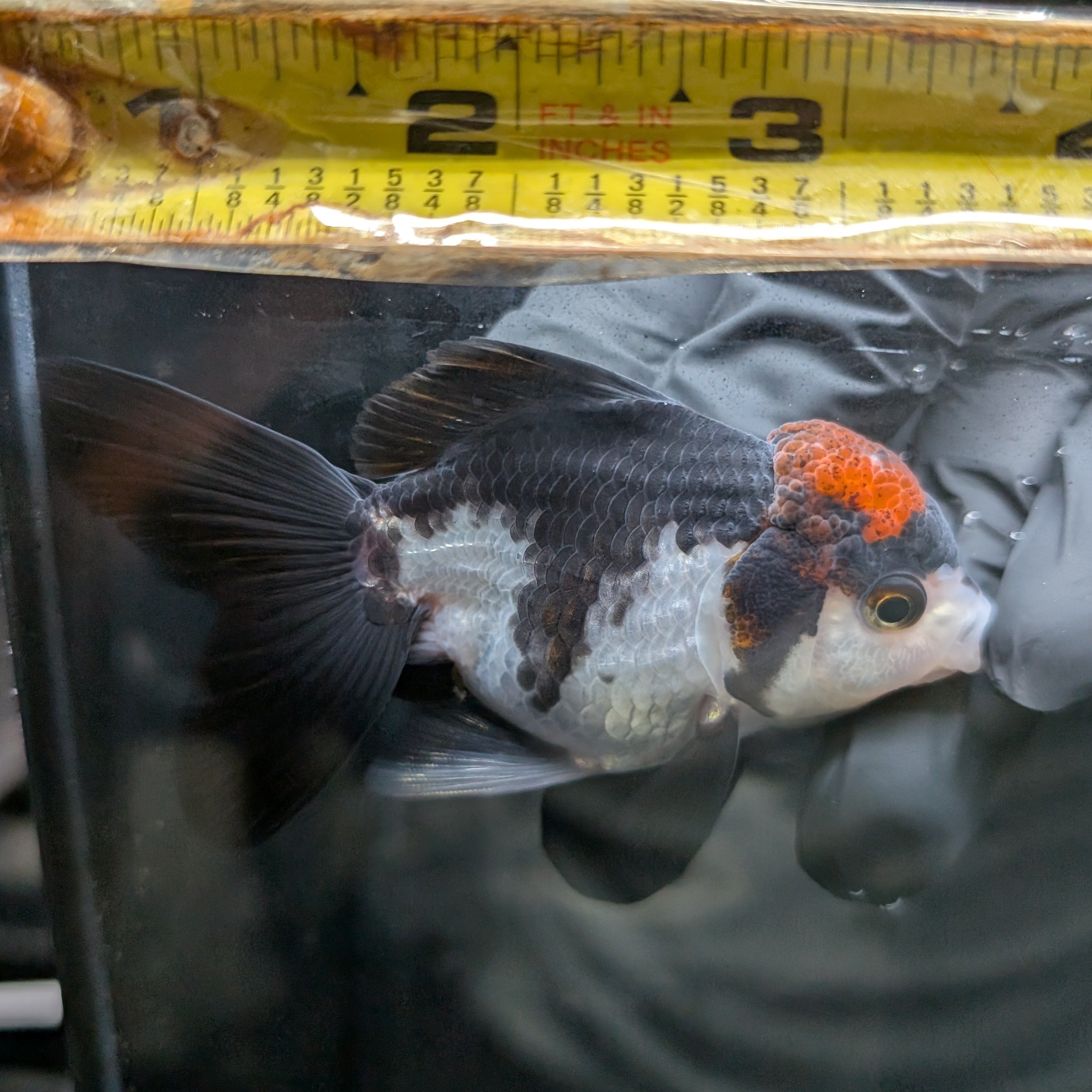 Juvenile Oranda Tricolor 3.5"-4" in.  ID#424T1A-004