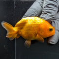 Ranchu Red White 2.5"-3" in. ID#724R4A-032