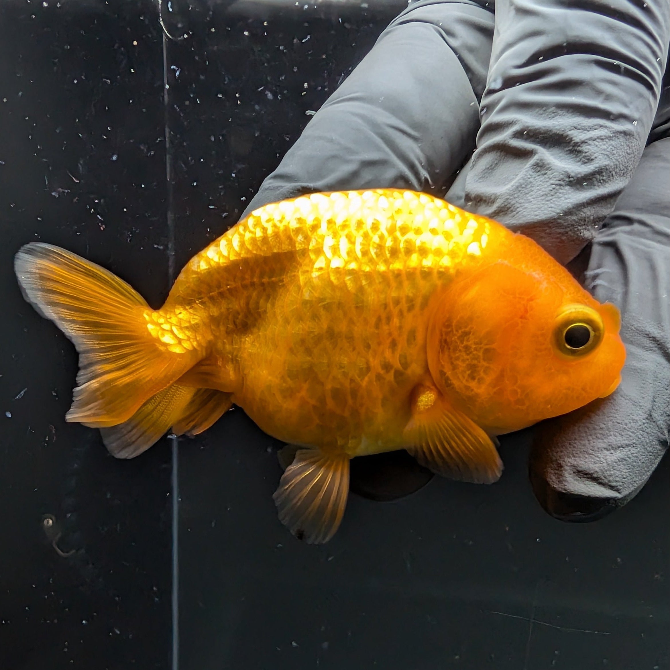 Ranchu Red White 2.5"-3" in. ID#724R4A-032