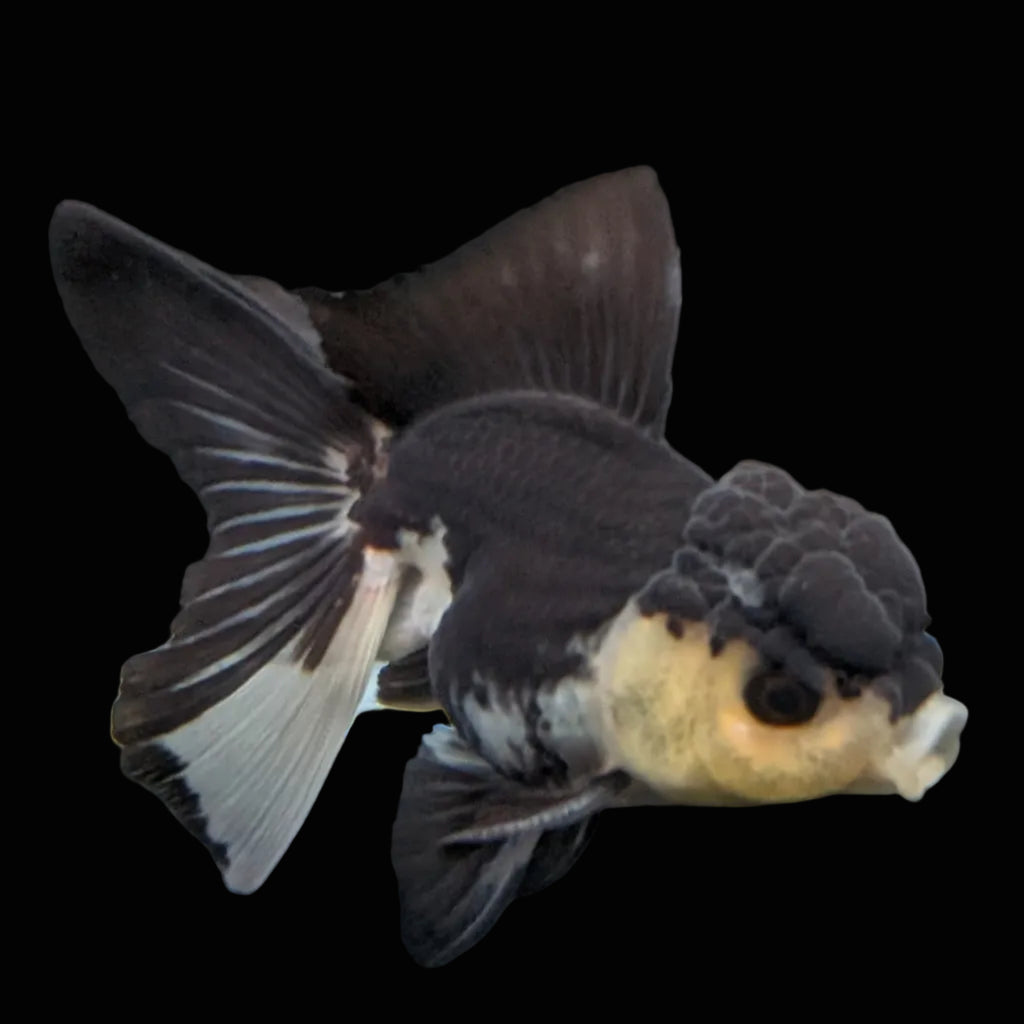 Thai Juvenile Oranda Panda 3.5"-4"in.  ID#731T1A-054