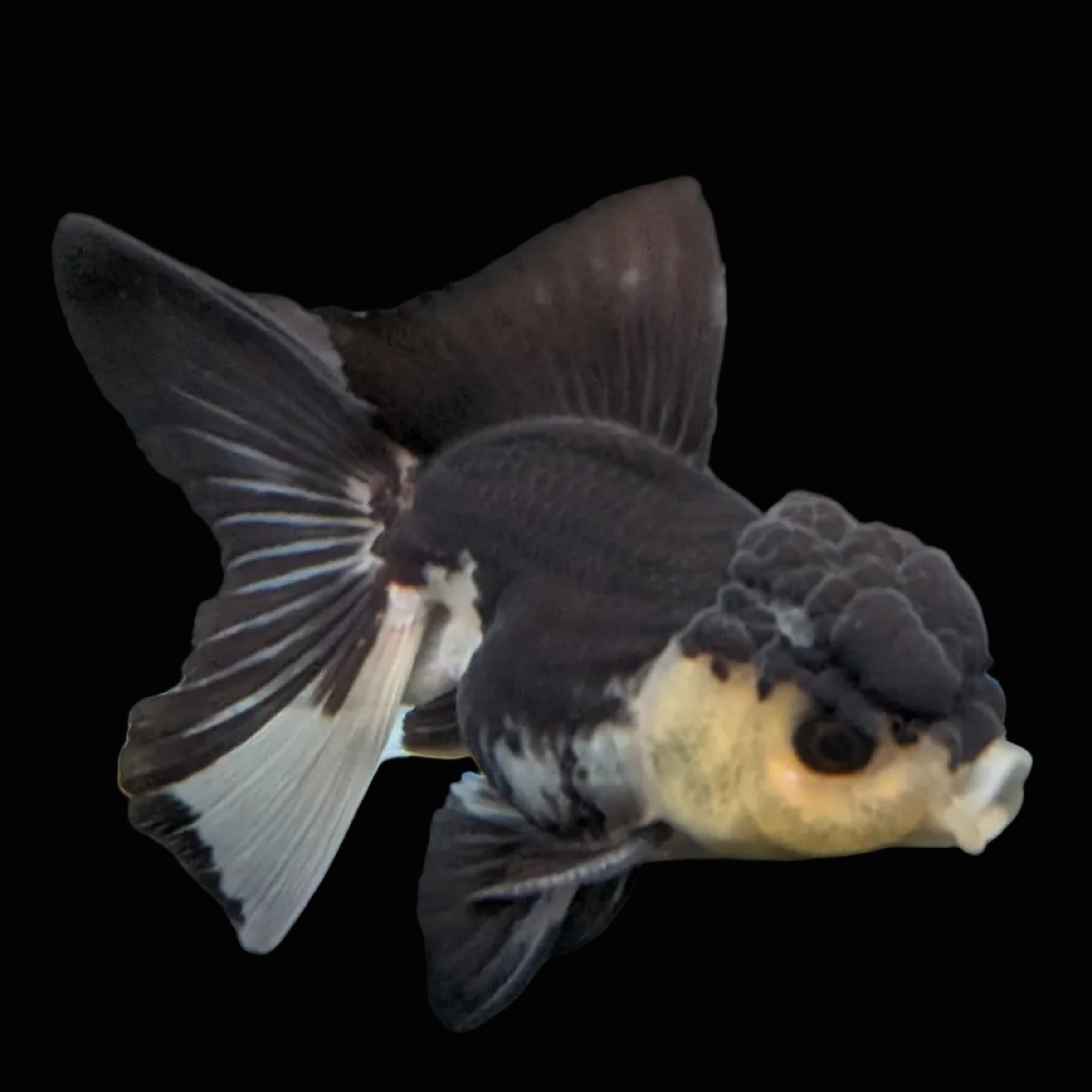 Thai Juvenile Oranda Panda 3.5"-4"in.  ID#731T1A-054