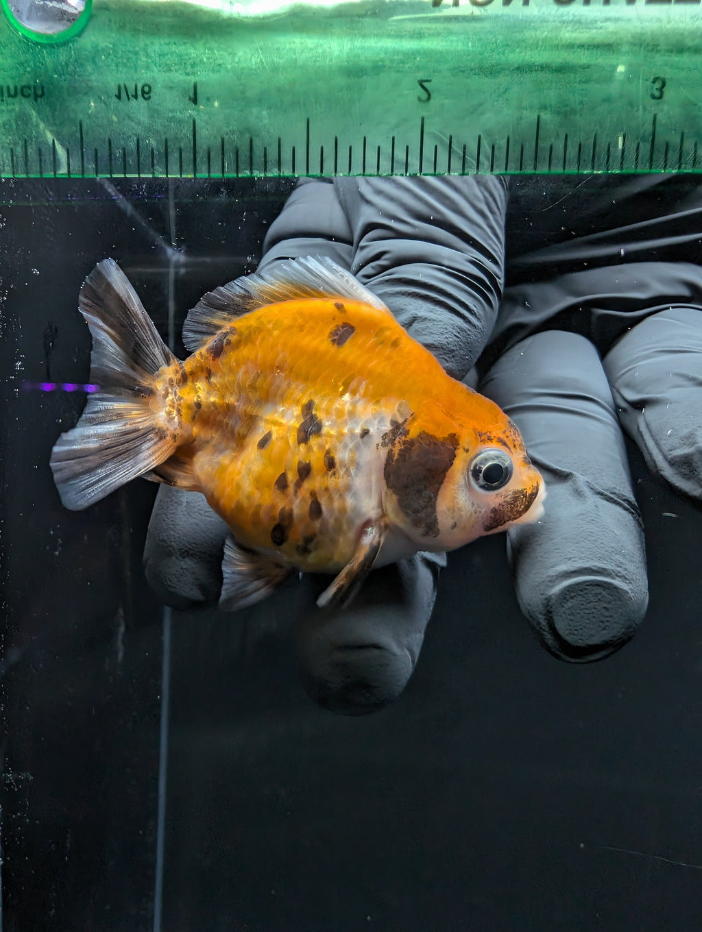 Baby Thai Shogun Oranda Calico 2"-2.5" in. ID#1016BSG11A-007