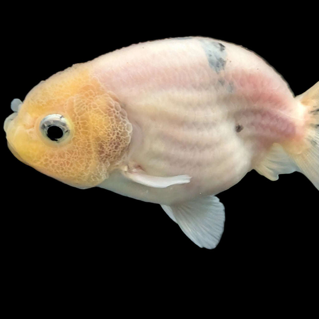 Ranchu Lemon Head Calico 2.5