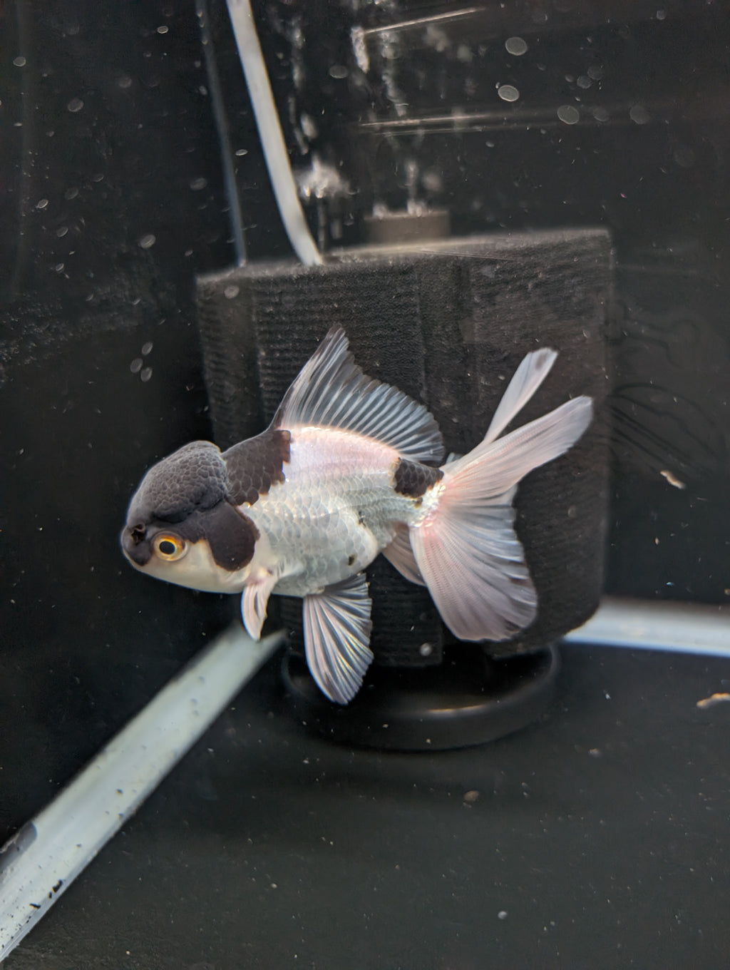 YOSHI *Boss 501 Juvenile Oranda Tricolor 3.5"-4" in.  ID#501T2A-008