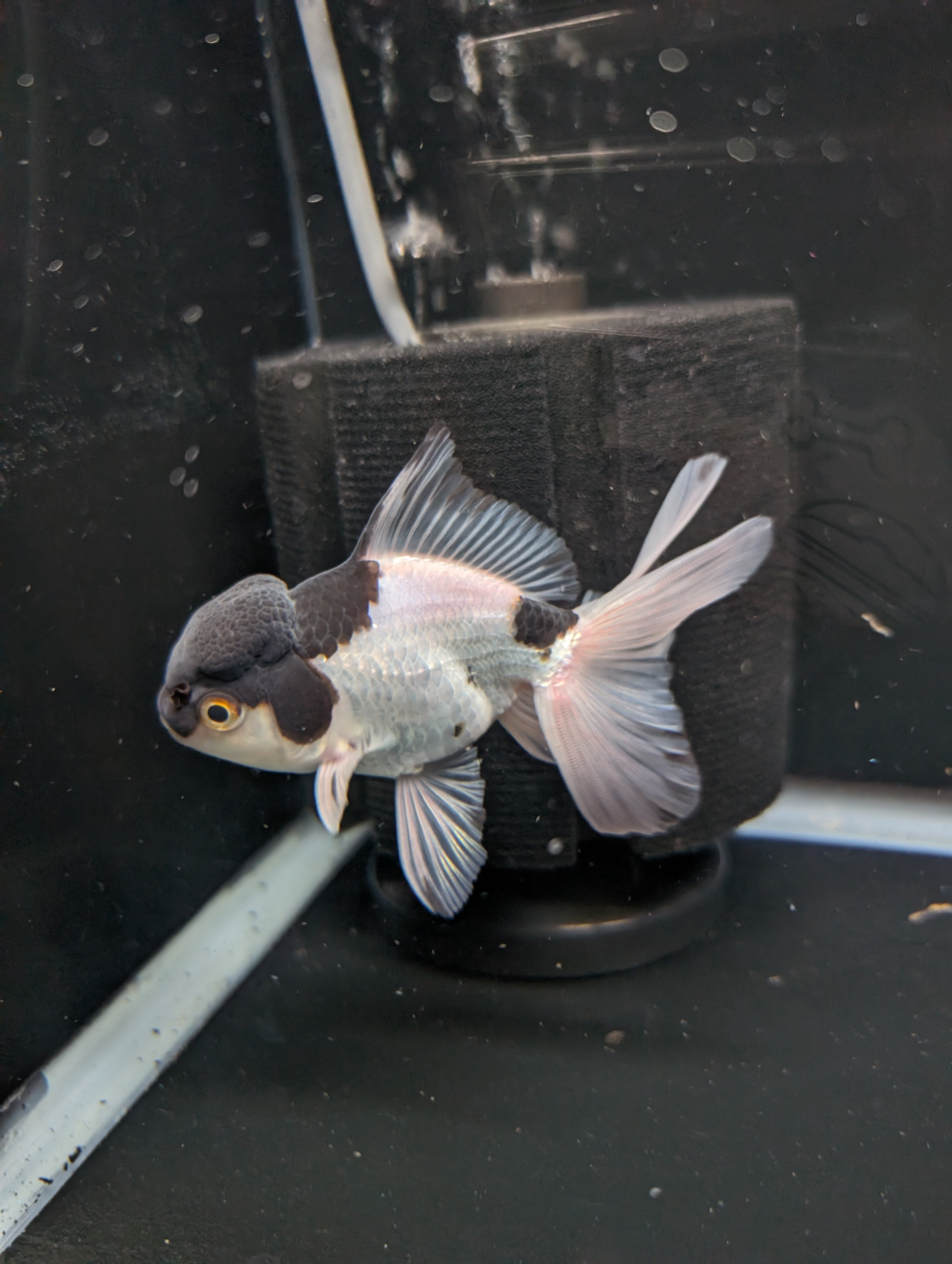 YOSHI *Boss 501 Juvenile Oranda Tricolor 3.5"-4" in.  ID#501T2A-008