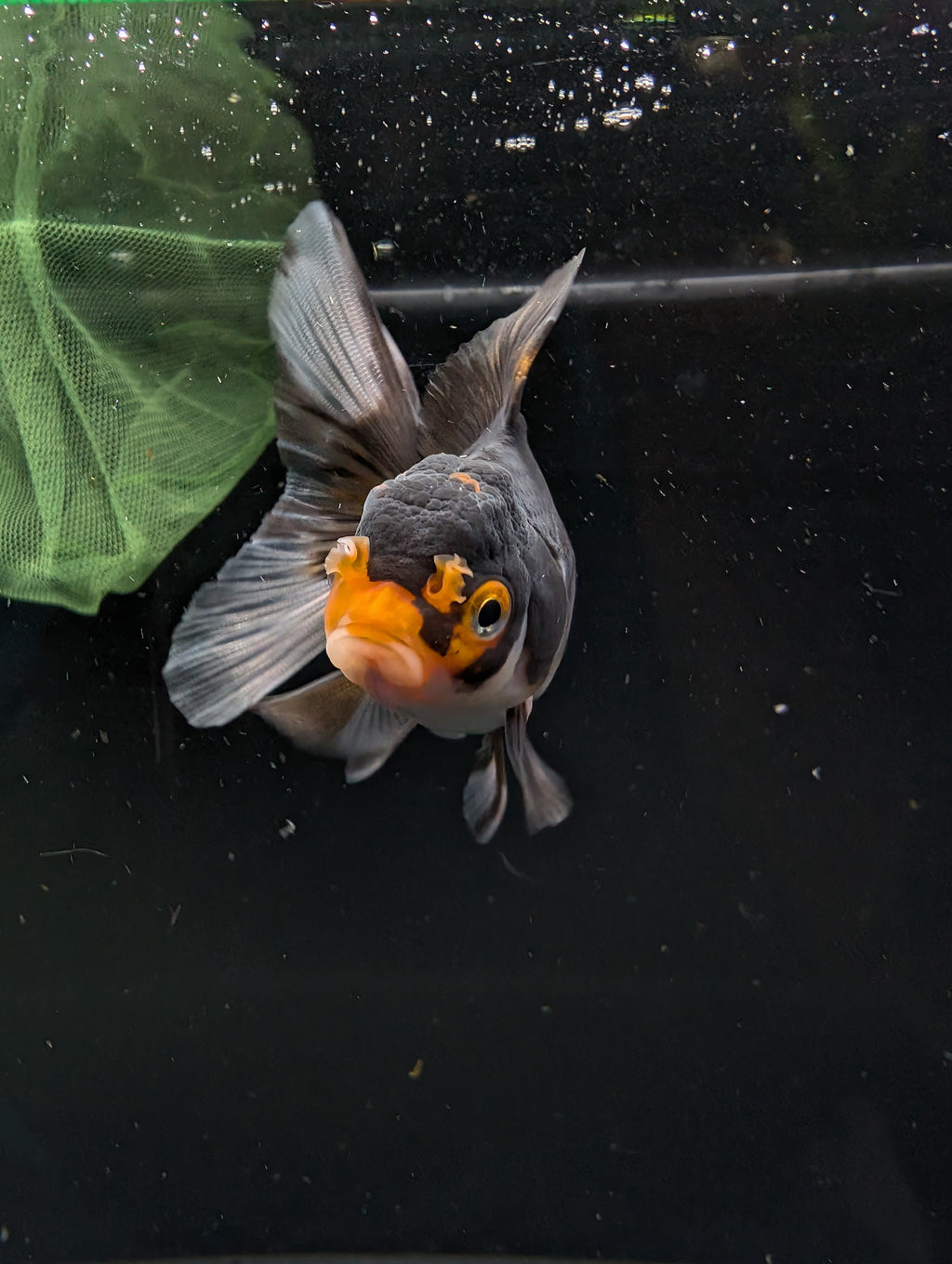 Thai Juvenile Oranda Tricolor 3"-3.5" in.  ID#626T1A-001