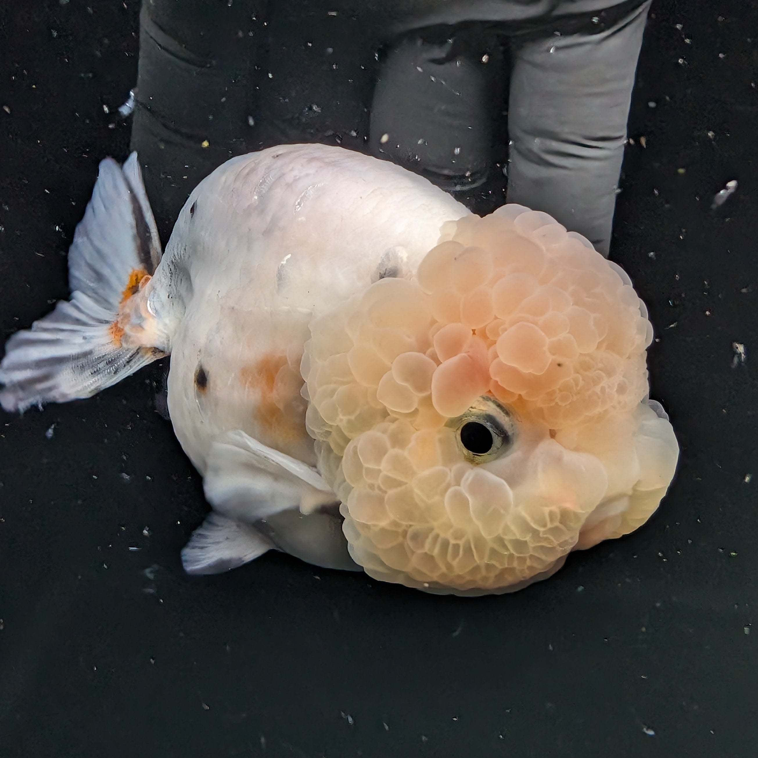 Jumbo Ranchu Calico 3.5"- 4" in. ID#710R8A-027