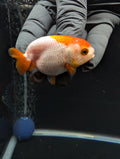 Baby Ranchu Red White 2.5"-3" in. ID#612R4A-083