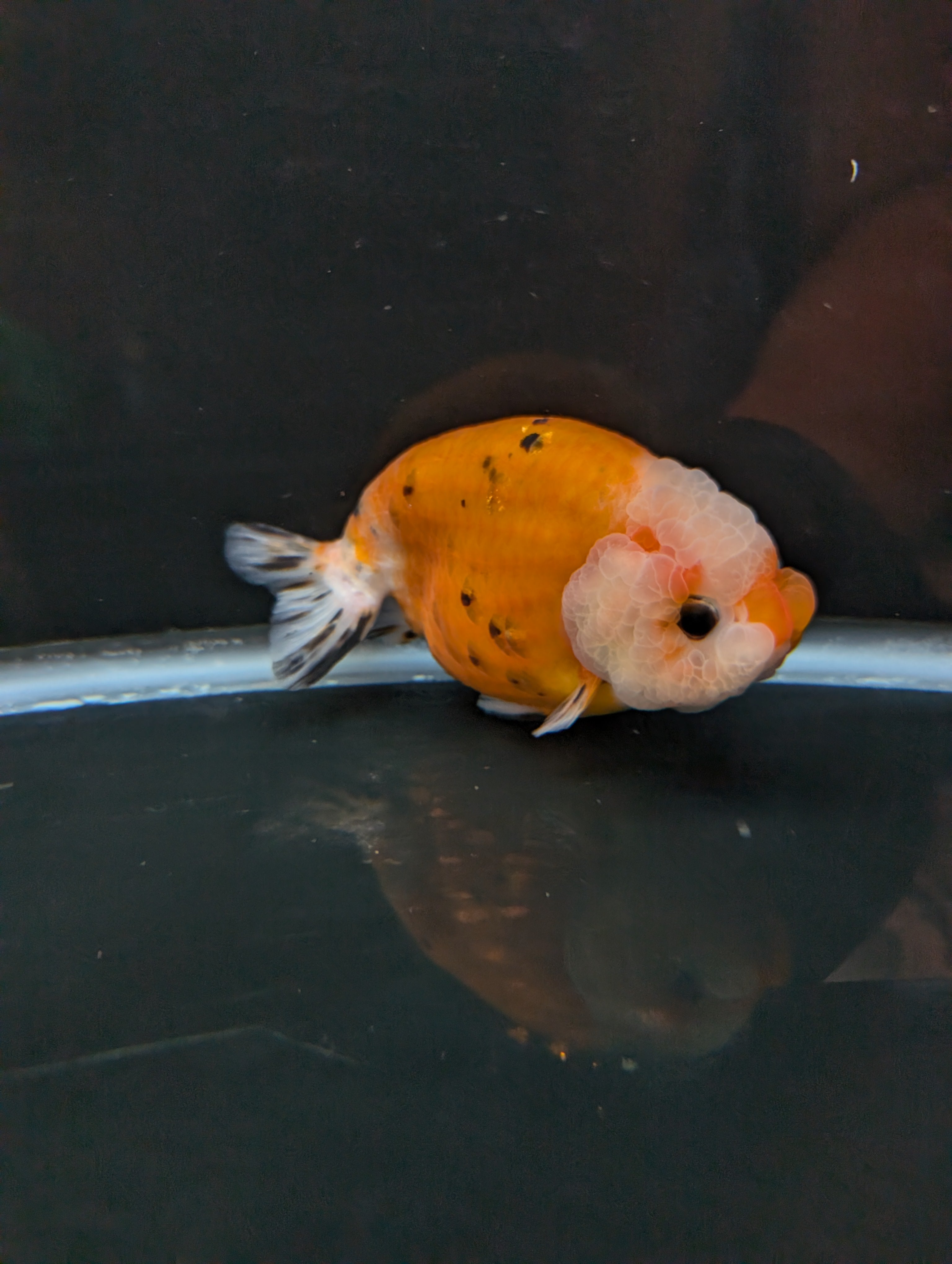 Jumbo Ranchu Sakura Calico 4.5"-5" in. ID#814R8A-022