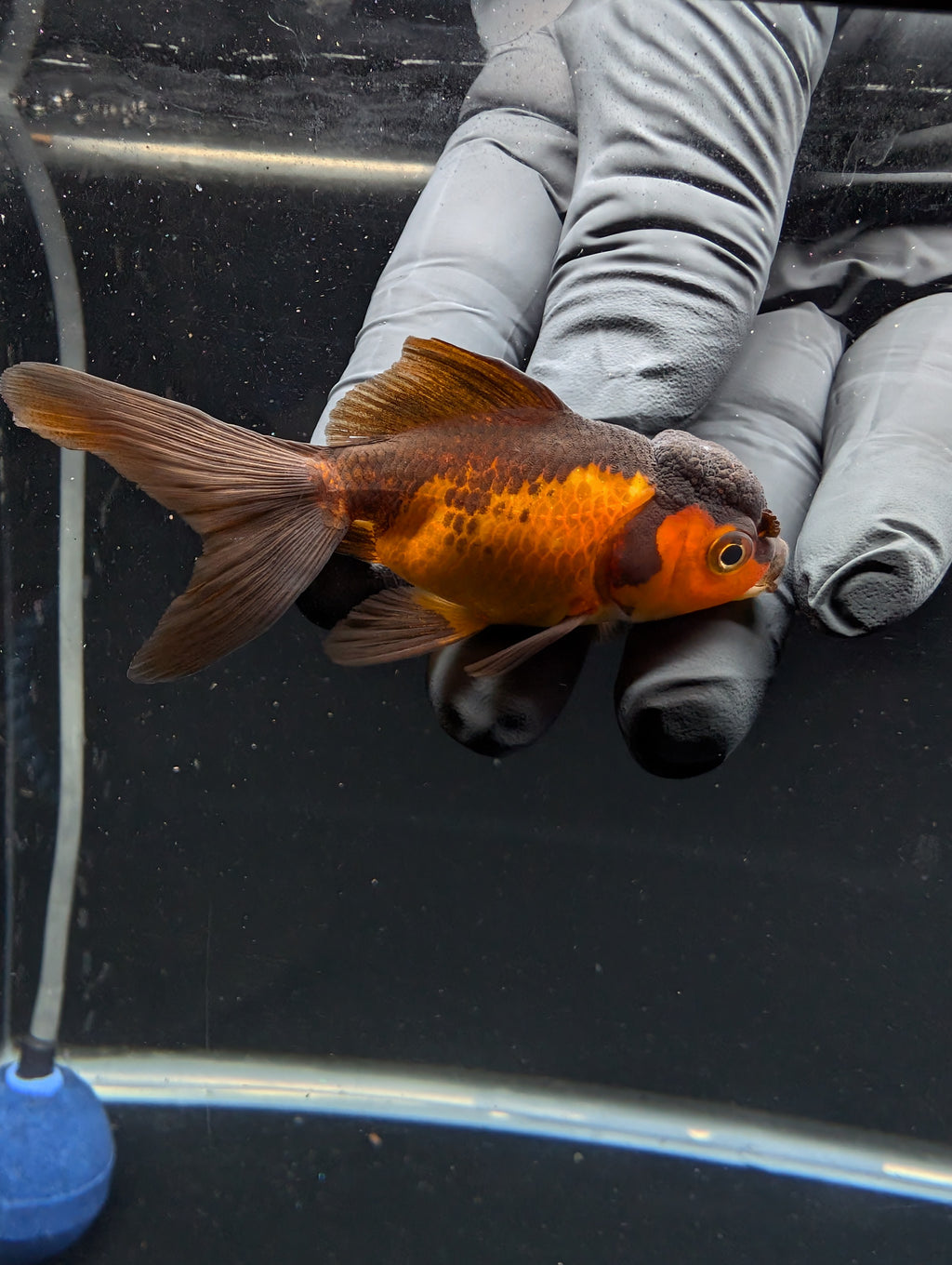 Juvenile Oranda Red Black 3"-3.5"in.  ID#529T1A-056