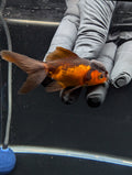 Juvenile Oranda Red Black 3"-3.5"in.  ID#529T1A-056