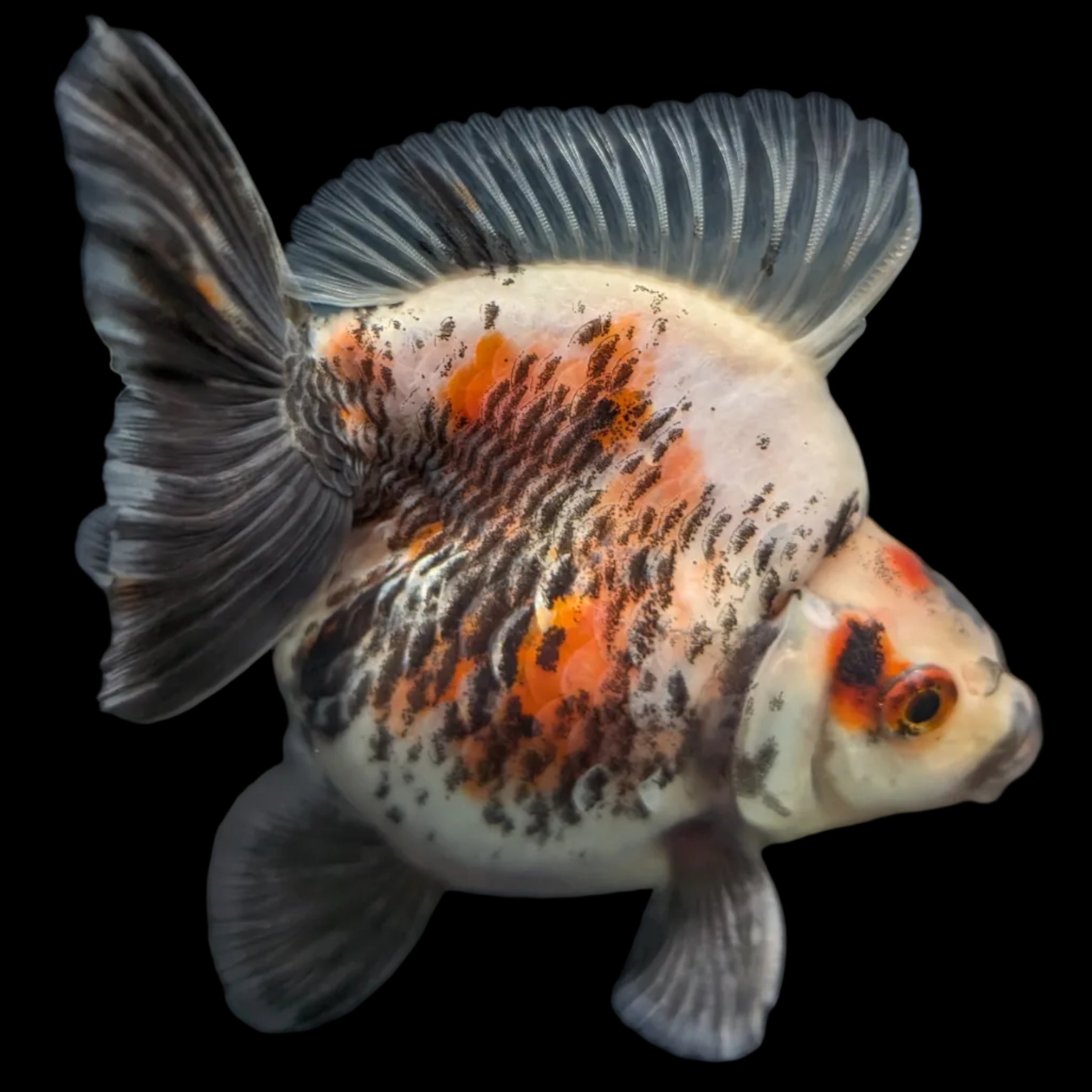 Jumbo Ryukin Short Tail Kirin Calico 4"-4.5" in. ID#3204B-003