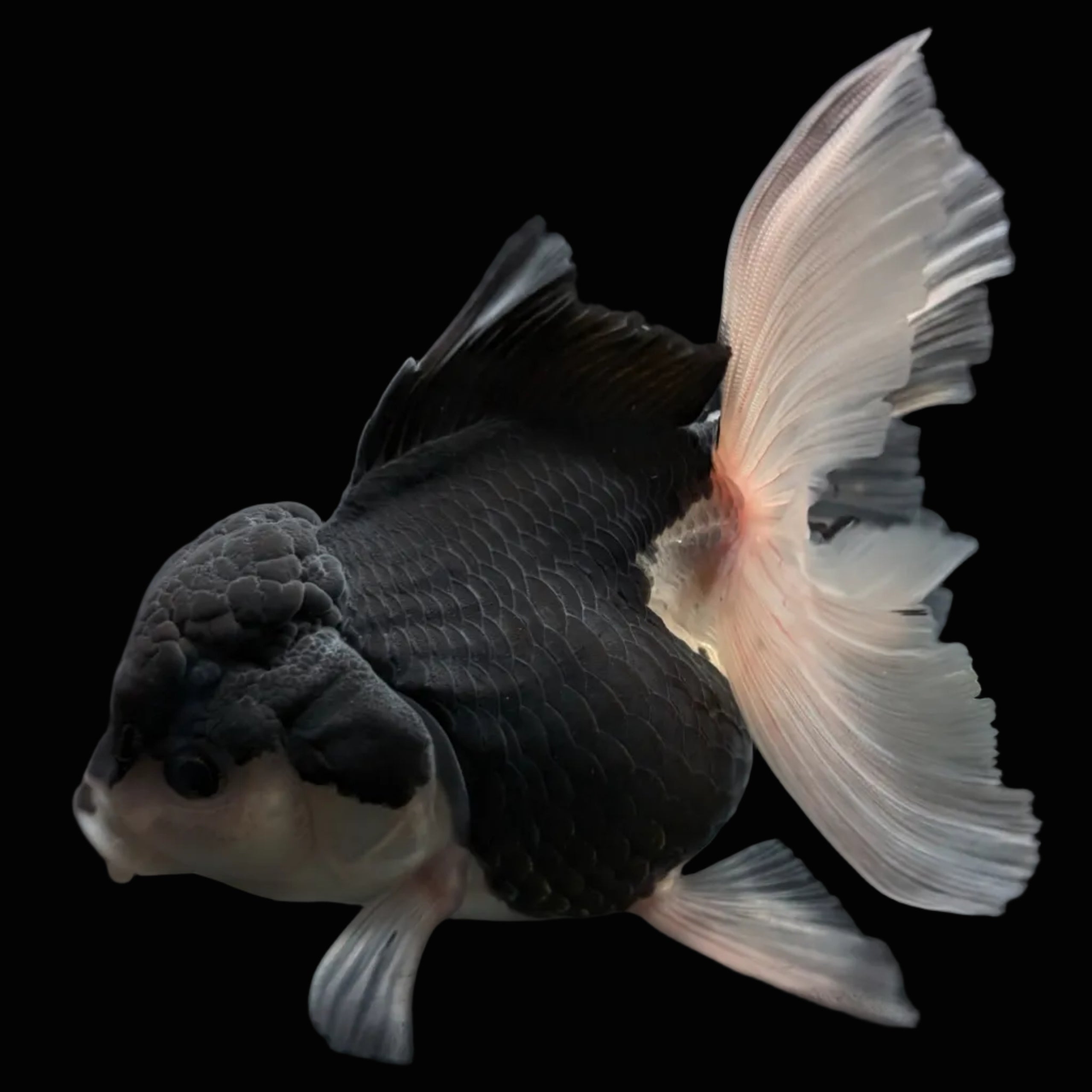 Thai Oranda Panda  4.5"-5"  ID#718T5B-002