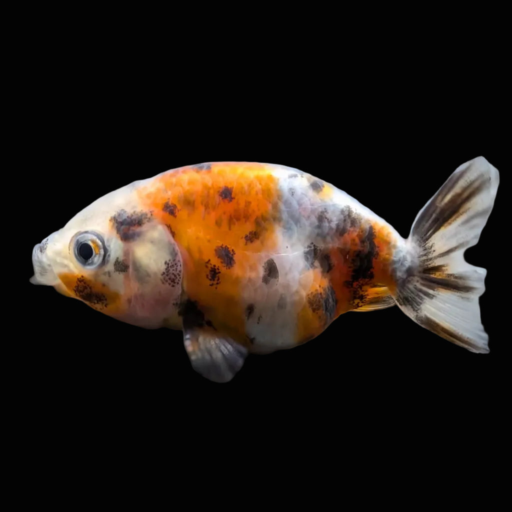 Baby Ranchu  Calico 2"-2.5" in. ID#508R3A-023