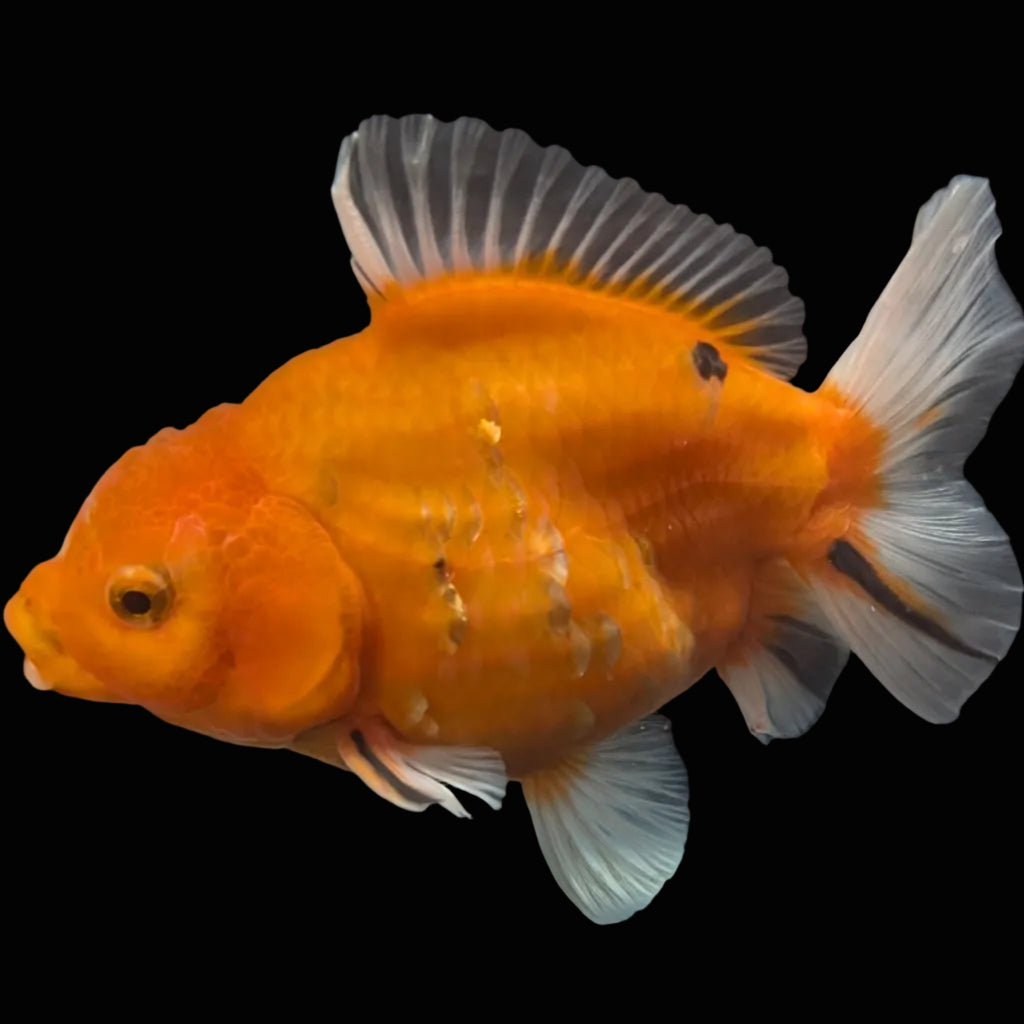 Jumbo Oranda Yuan Bao Sakura   4"-4.5"in. ID#807SB13A-006 Please See Notes.
