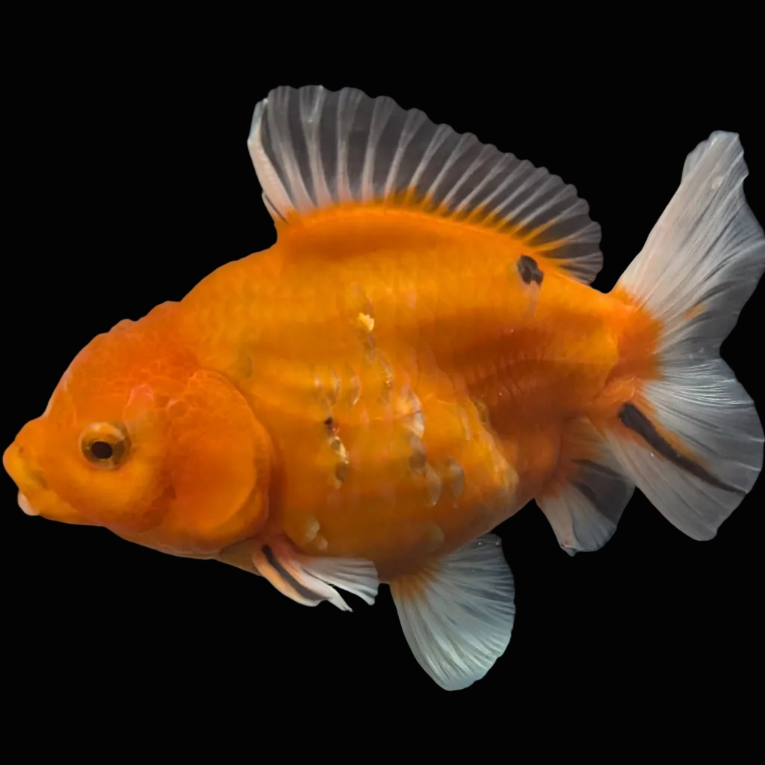 Jumbo Oranda Yuan Bao Sakura   4"-4.5"in. ID#807SB13A-006 Please See Notes.