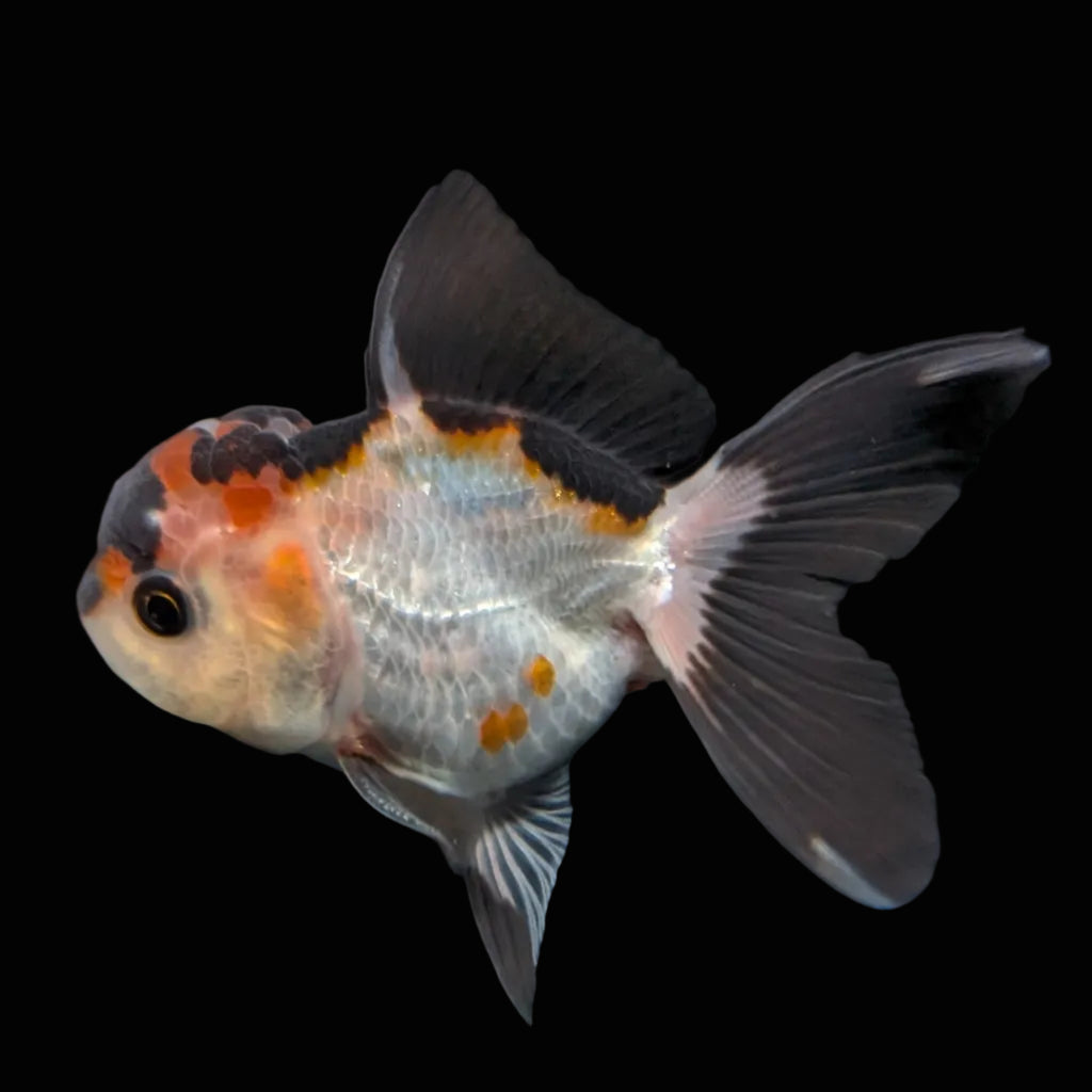 Thai Juvenile Oranda Tricolor 3.5"-4"in.  ID#731T1A-051