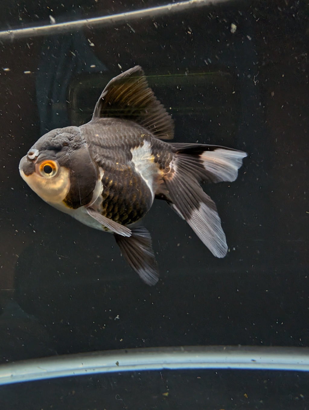 Thai Juvenile Oranda Panda 3"-3.5" in.  ID#626T1A-003