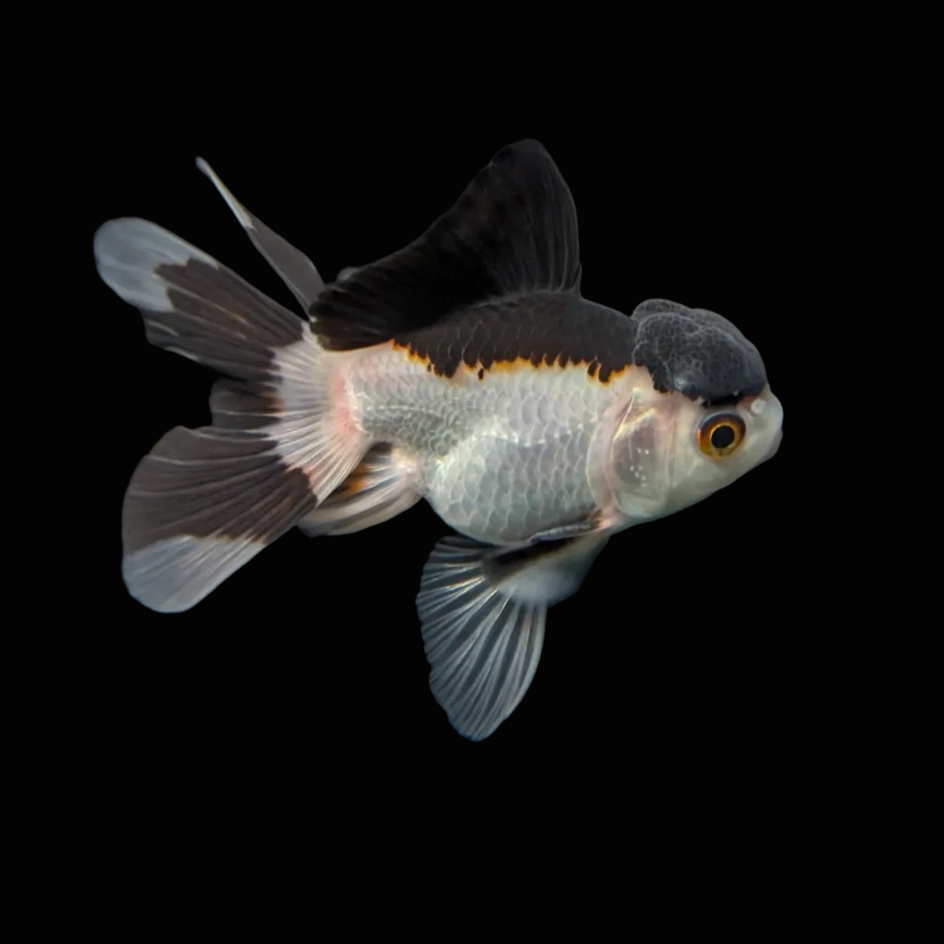 Juvenile Oranda Panda 3.5"-4" in.  ID#501T2A-011