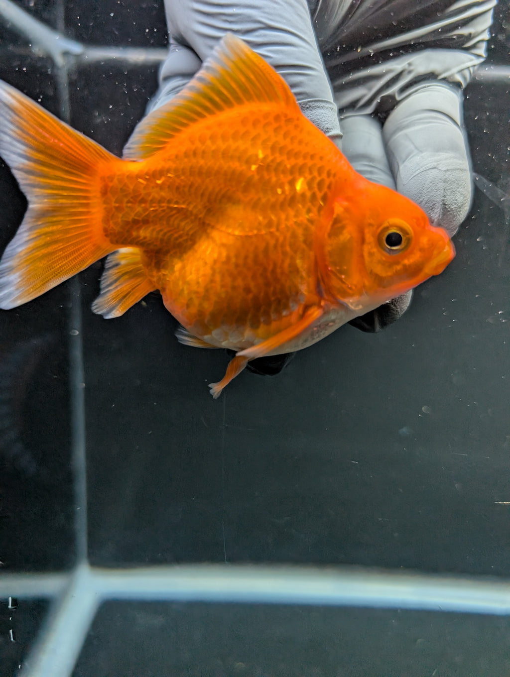 Tamasaba Red White 3"-3.5" in. ID#1009TM1B-009