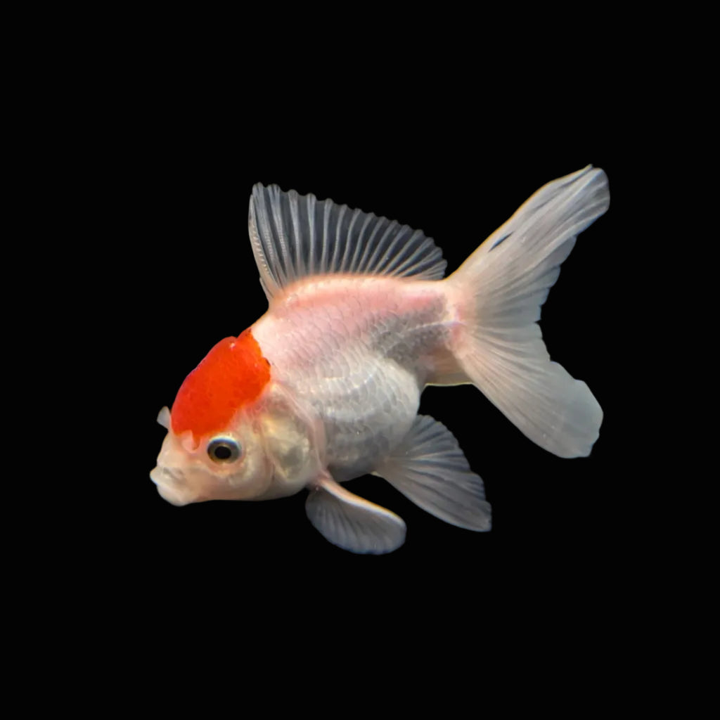 Juvenile Oranda Red Cap  3.5"-4" in.  ID#320T13b-019