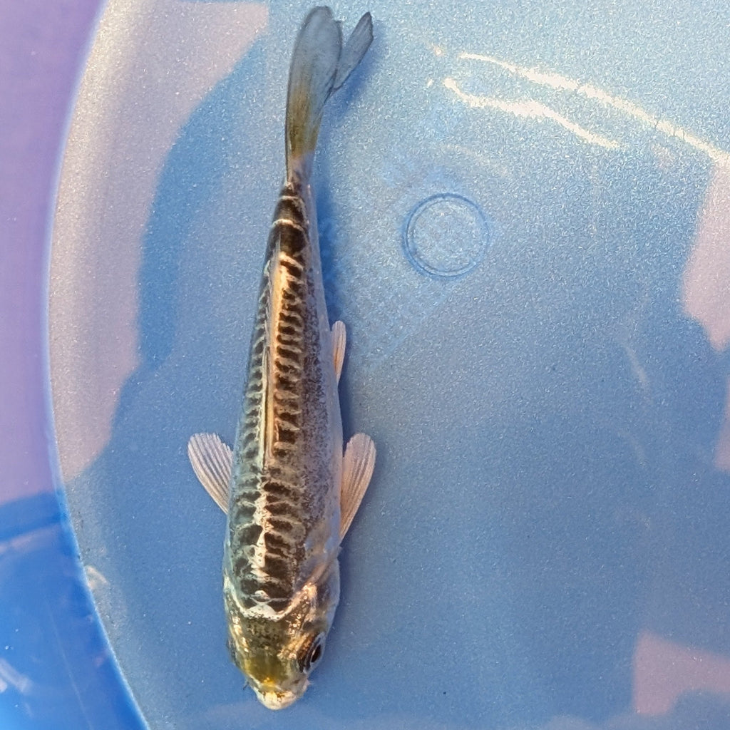 Doitsu Kikokuryu Koi  4"in. ID#806BFK-012