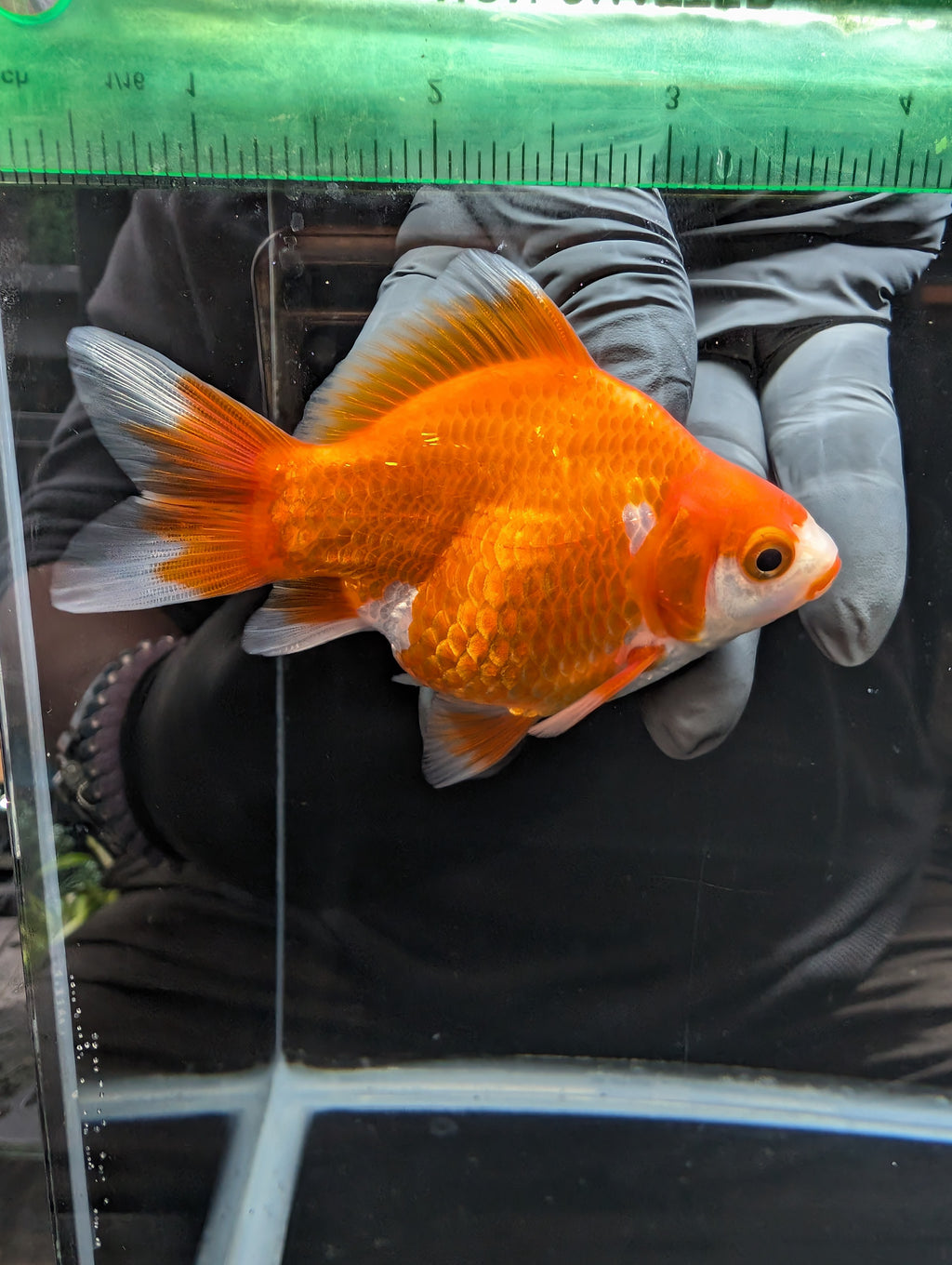 Tamasaba Kuchibeni Red White 3.5"in. ID#1023TM1B-026