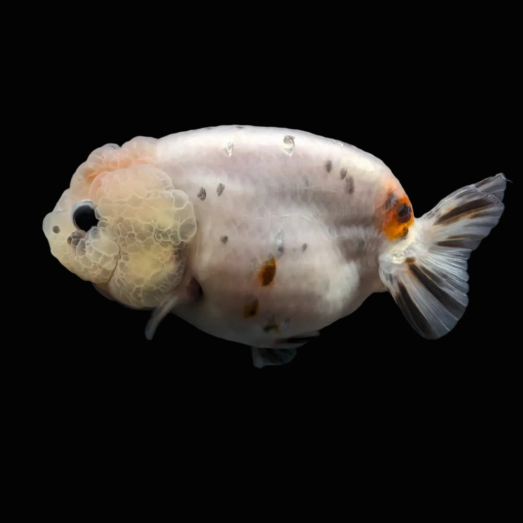 Jumbo Ranchu Calico 3.5"- 4" in. ID#710R8A-024